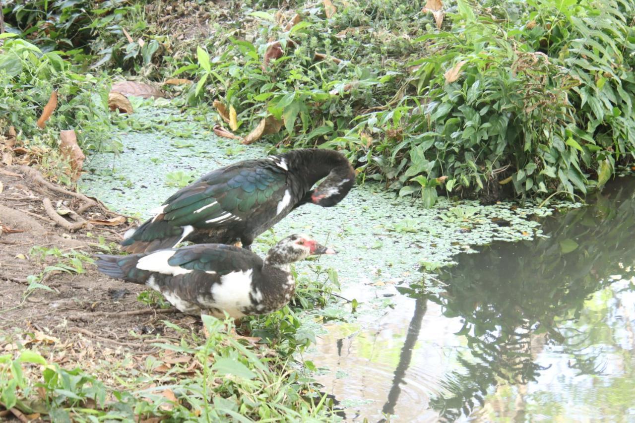فندق La Sirenita - Ometepe Altagracia المظهر الخارجي الصورة