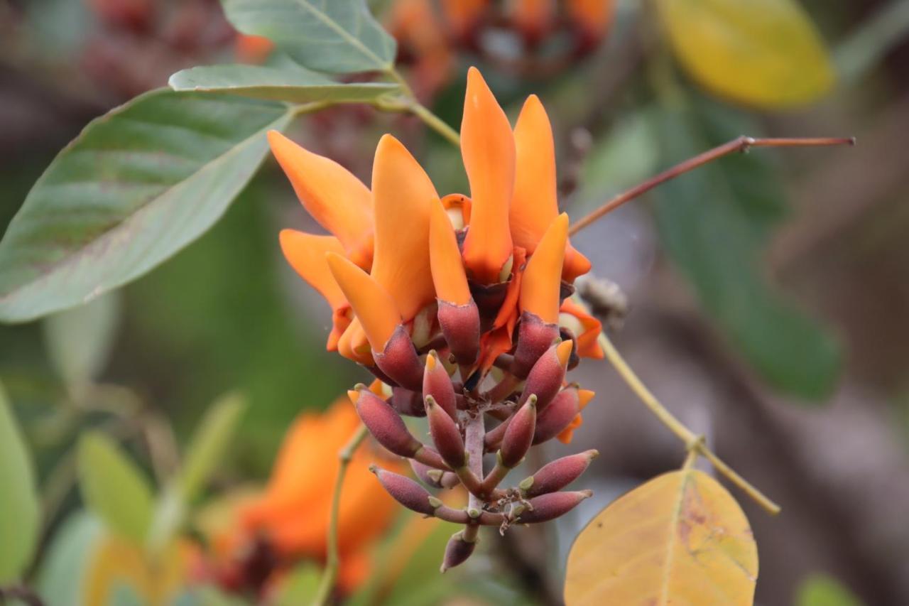 فندق La Sirenita - Ometepe Altagracia المظهر الخارجي الصورة