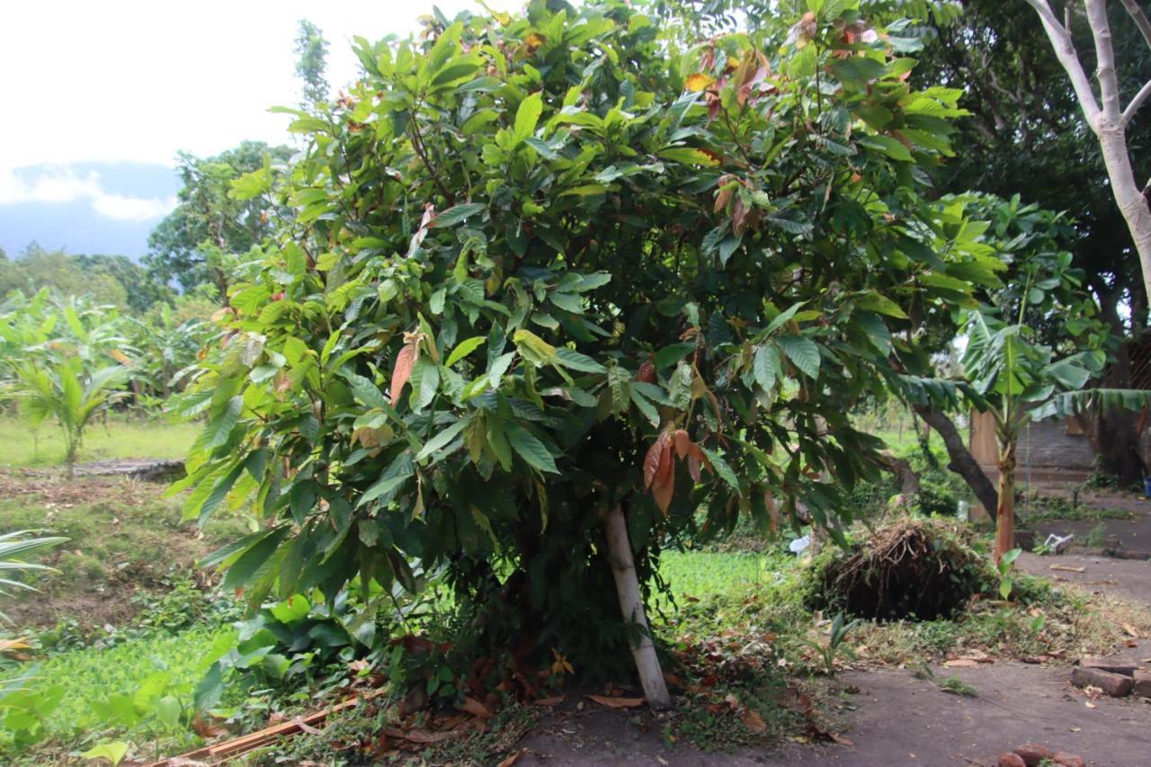 فندق La Sirenita - Ometepe Altagracia المظهر الخارجي الصورة